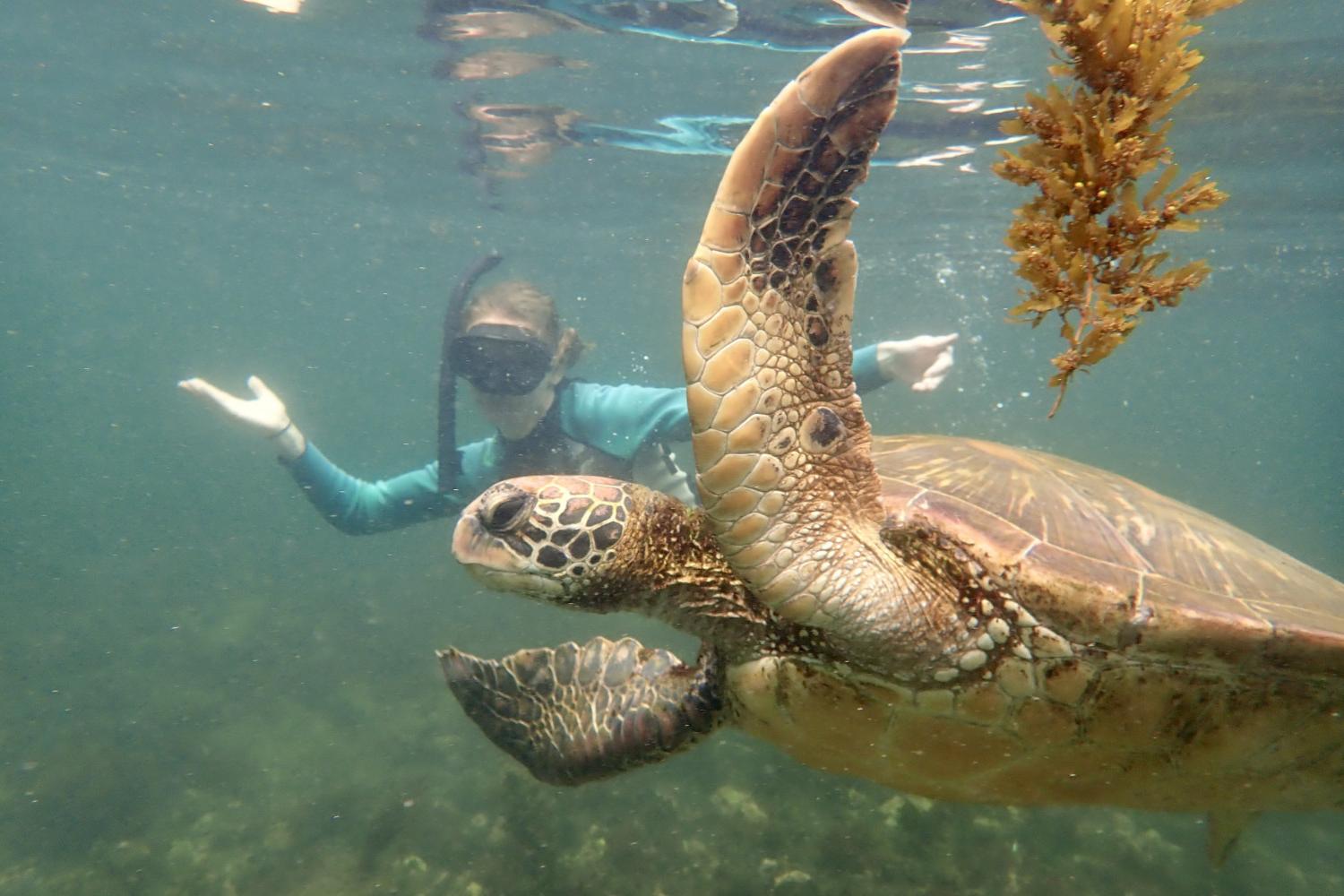 一名<a href='http://6zw.cookbookss.com'>博彩网址大全</a>学生在Galápagos群岛游学途中与一只巨龟游泳.